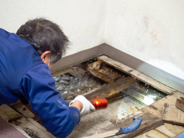 Reliable Seeley, CA Mold Removal Solutions