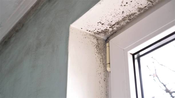 Best Mold Cleaning Services  in Seeley, CA