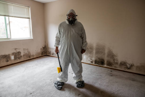 Best Black Mold Removal  in Seeley, CA