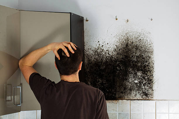Best Commercial Mold Removal  in Seeley, CA