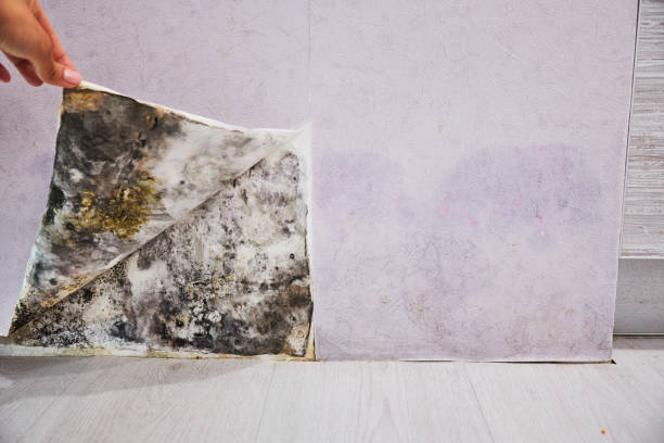 Best Mold Remediation  in Seeley, CA